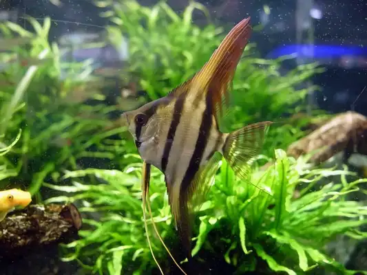 Egyptian fairyfish identity information