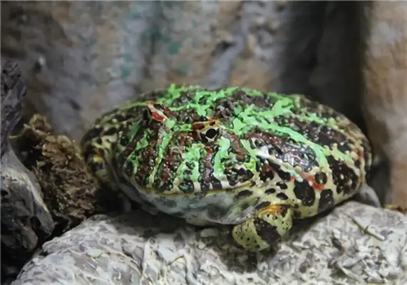 Frog ID