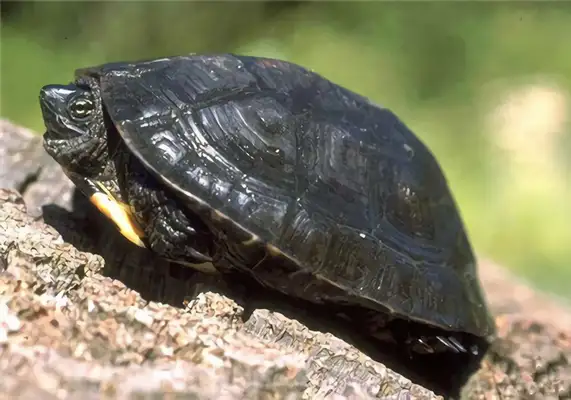 Black-neck turtle identity information
