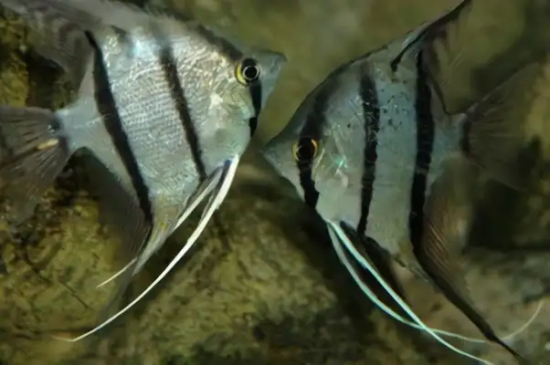 Egyptian fairyfish identity information