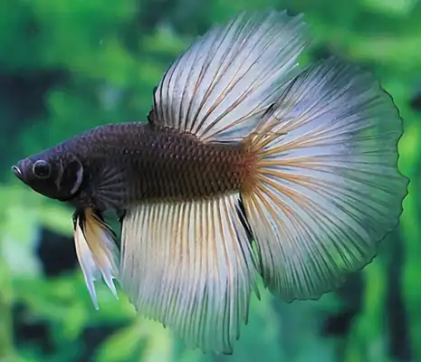 Thai Fish Fighting Identity Information