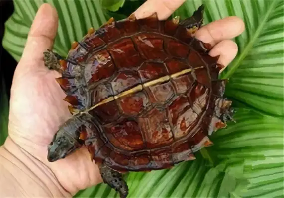 The identity of the turtle
