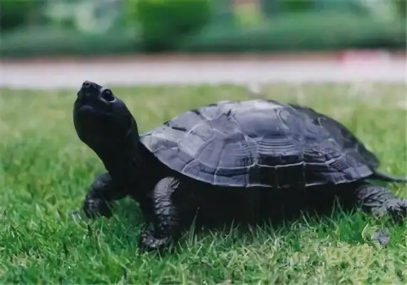 Black-neck turtle identity information