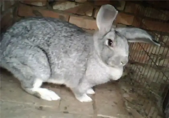 Blue blue rabbit identity information