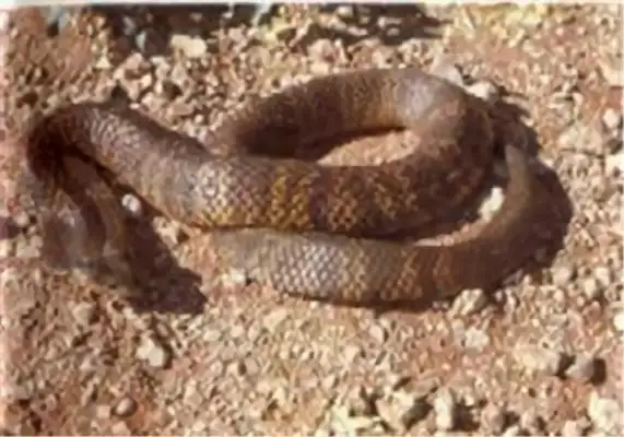 Orient Viper Identity Information