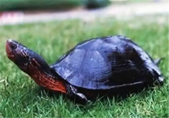 Black-neck turtle identity information