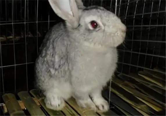 Blue blue rabbit identity information