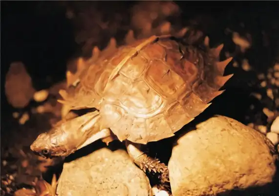 The identity of the turtle