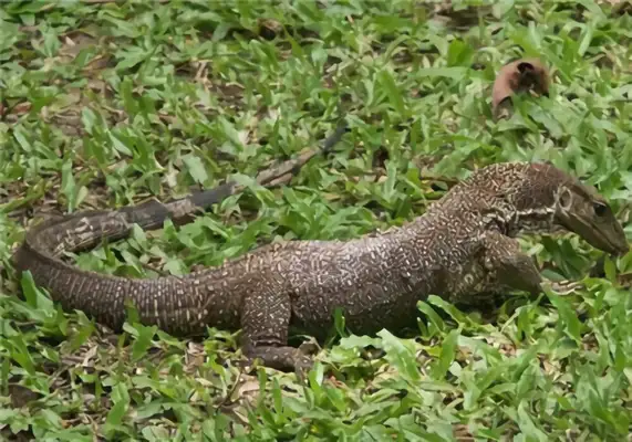 Yellow Giant Iguana Identity Information