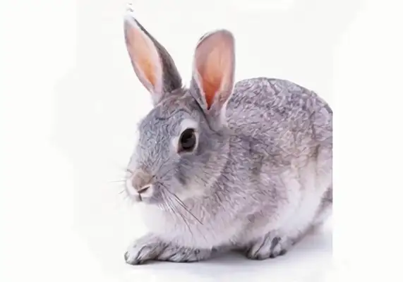 Blue blue rabbit identity information