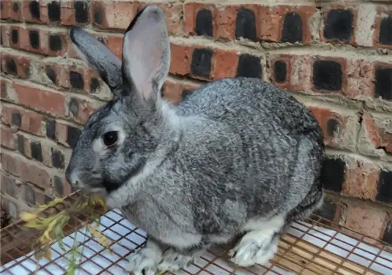 Blue blue rabbit identity information