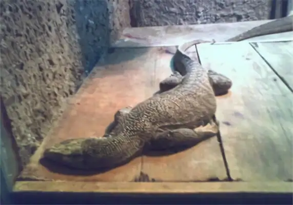 Yellow Giant Iguana Identity Information