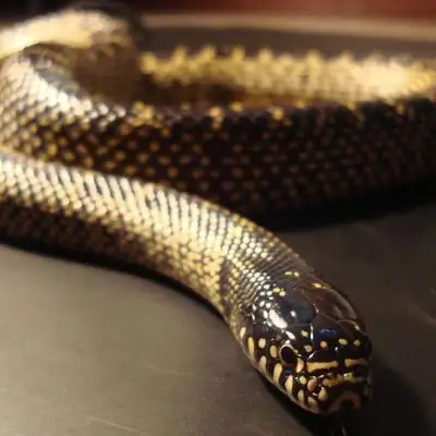 Wang Snake. Wang Snake