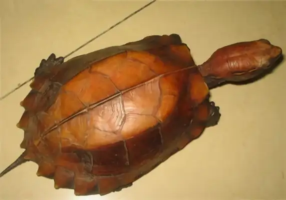 The identity of the turtle