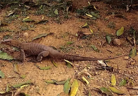 Yellow Giant Iguana Identity Information