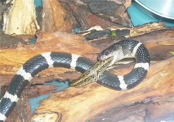 Silver Ring Snake Identity Information