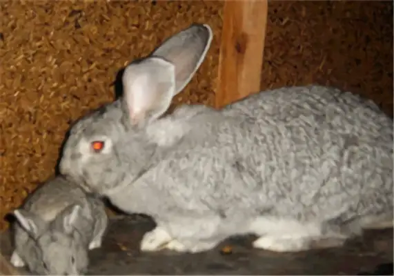 Blue blue rabbit identity information