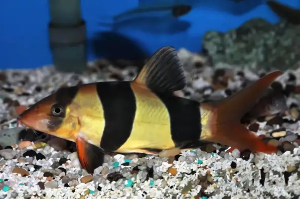 Three rat fish identity information