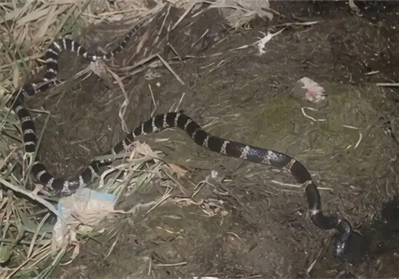 Silver Ring Snake Identity Information