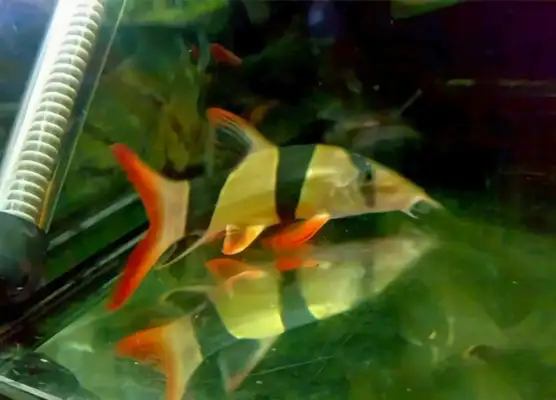 Three rat fish identity information