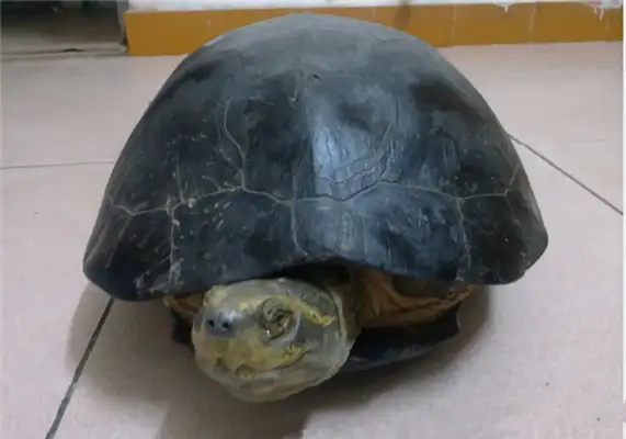 Yellow Head Temple Turtle Identity Information