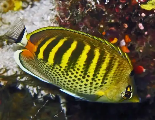 Banded Butterfly ID