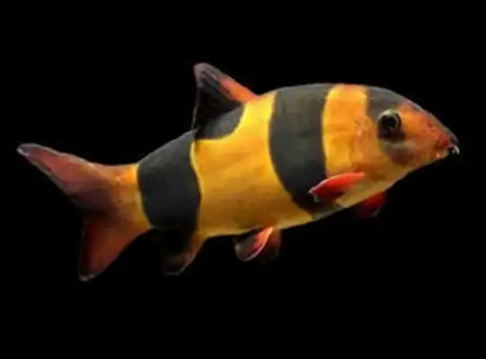Three rat fish identity information