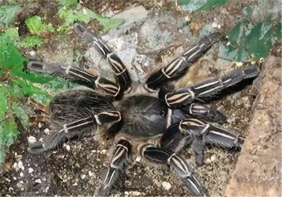 Identification of the foot of the zebra in Costa Rica