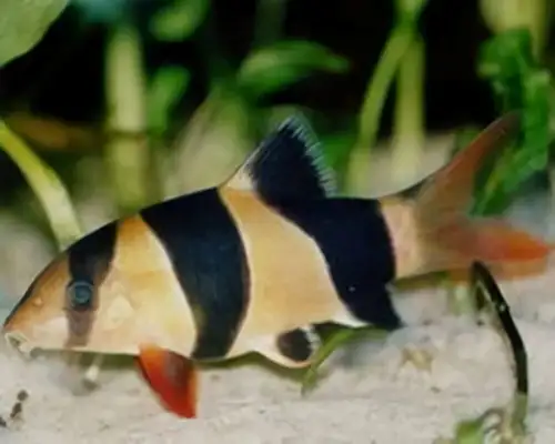Three rat fish identity information