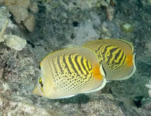 Banded Butterfly ID
