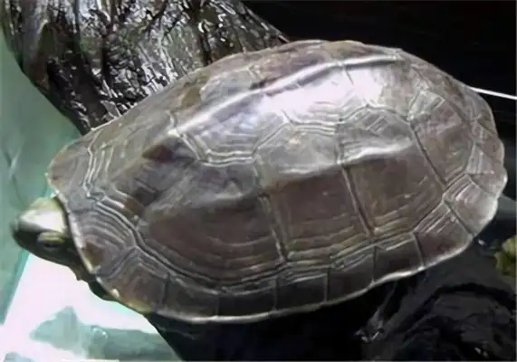 I've got an ID on the water turtle