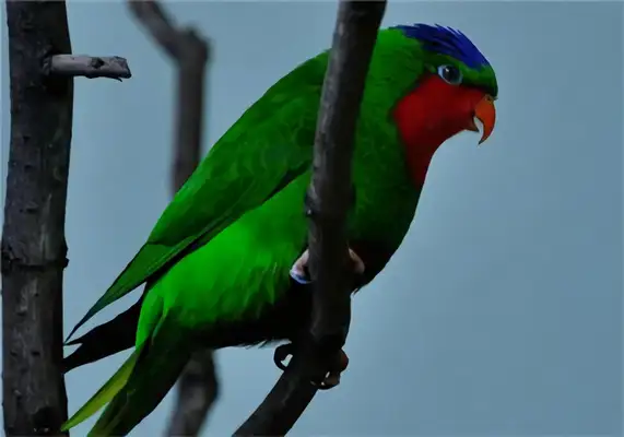 Blue Crown uses parrot identity information