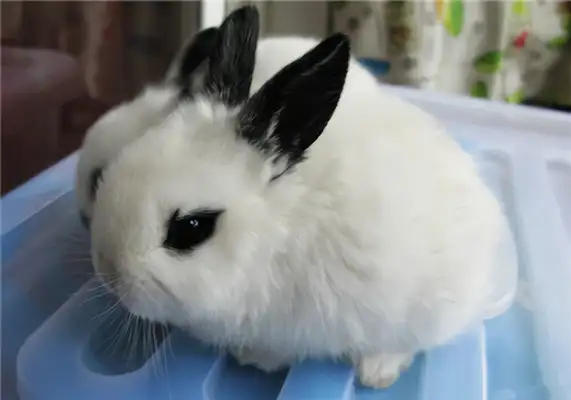 Dutch rabbit identity information