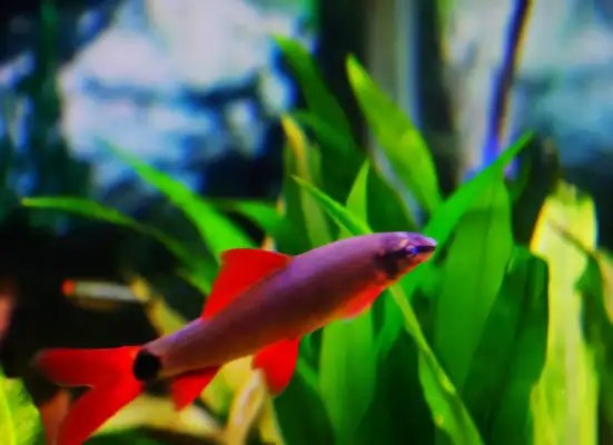 Rainbow Shark Identity Information