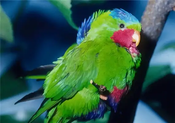 Blue Crown uses parrot identity information