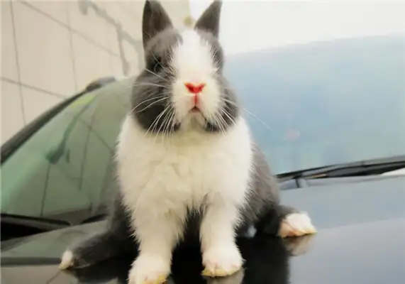 Dutch rabbit identity information