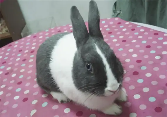 Dutch rabbit identity information