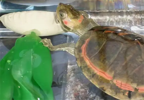 Pink circle sawback turtle identity information