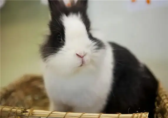 Dutch rabbit identity information