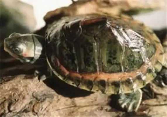 Pink circle sawback turtle identity information