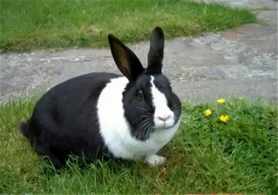 Dutch rabbit identity information