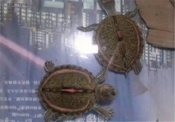 Pink circle sawback turtle identity information