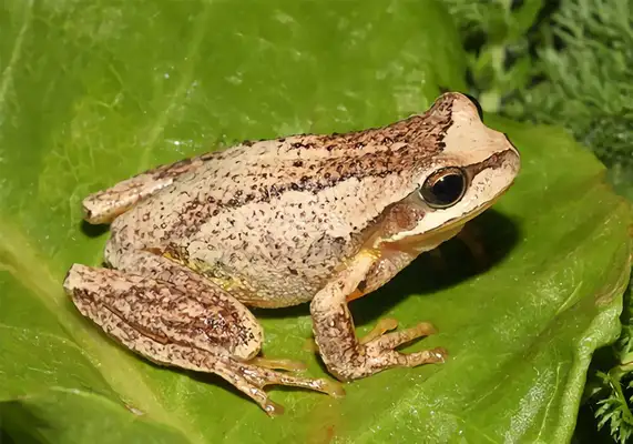 Brown Frog Identity Information