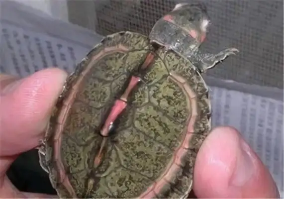 Pink circle sawback turtle identity information