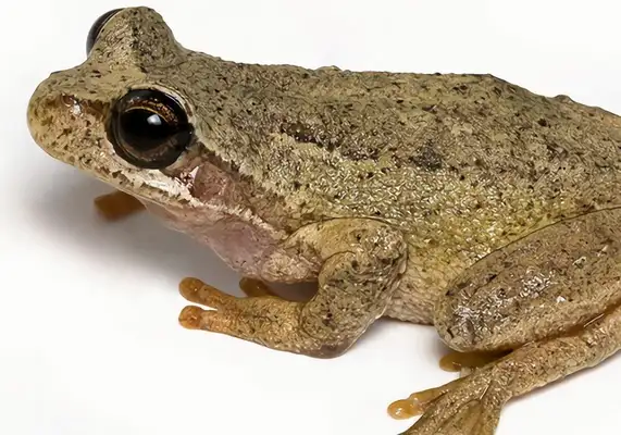 Brown Frog Identity Information