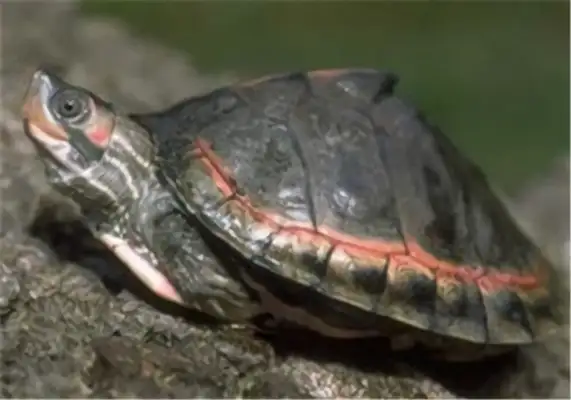 Pink circle sawback turtle identity information