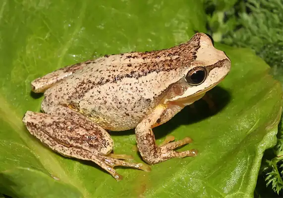 Brown Frog Identity Information