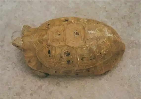 Indian Turtle Identity Information