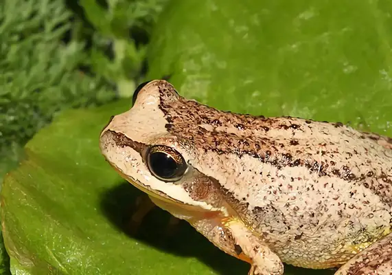 Brown Frog Identity Information