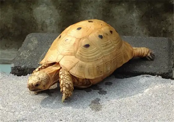 Indian Turtle Identity Information